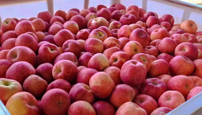 甘肅建投生態(tài)公司5000余噸蘋(píng)果繪就鄉(xiāng)村振興新圖景